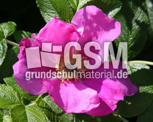 Heckenrose-9821.jpg